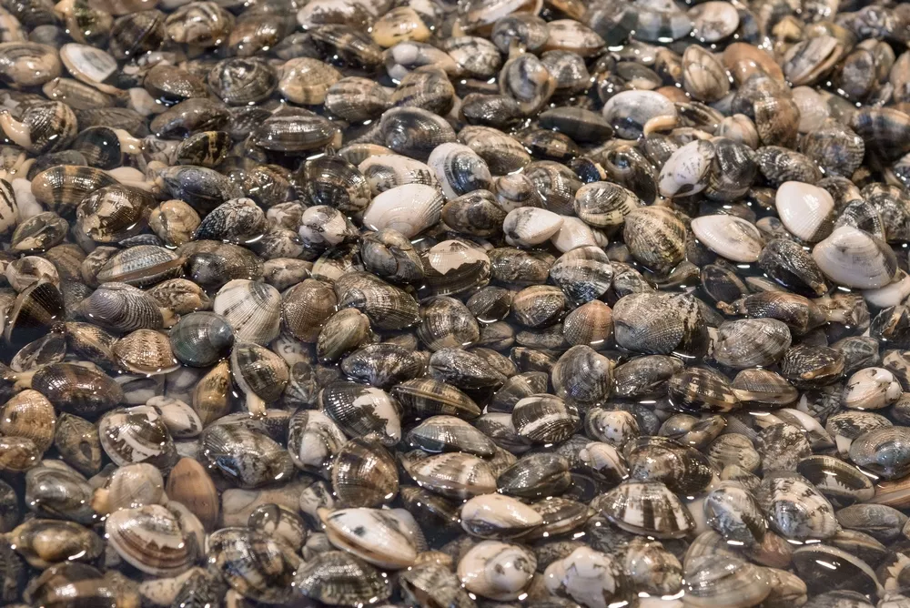 What Can We Learn From Studying Clam Feet?
