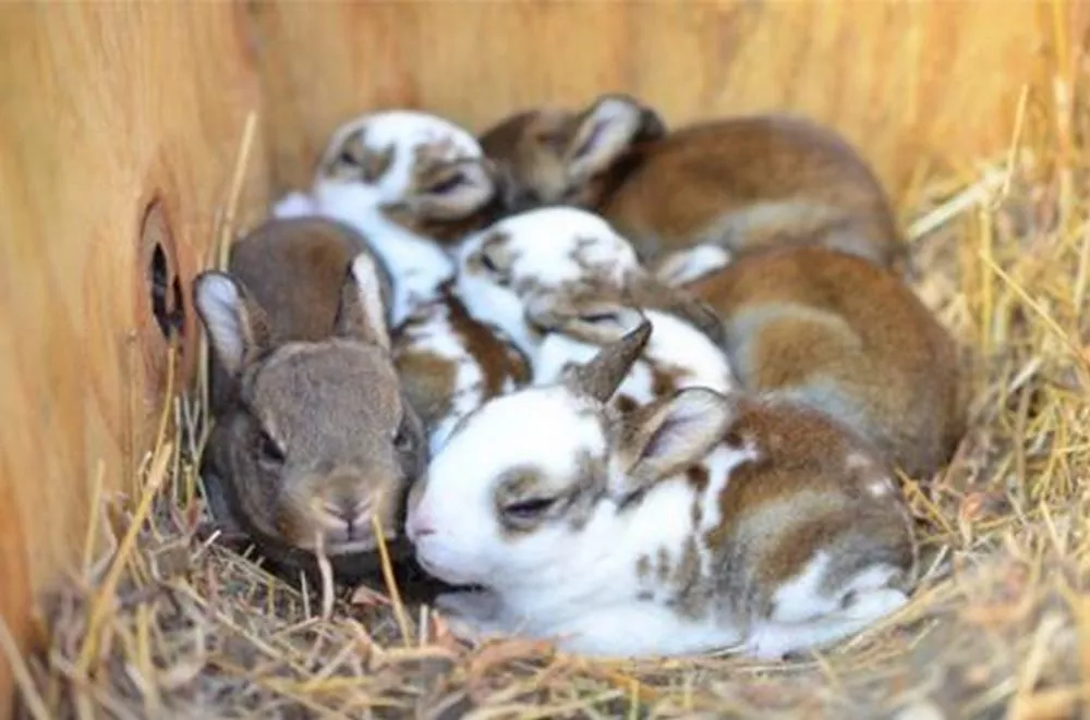 How Do Rabbits Care For All Their Bunnies?
