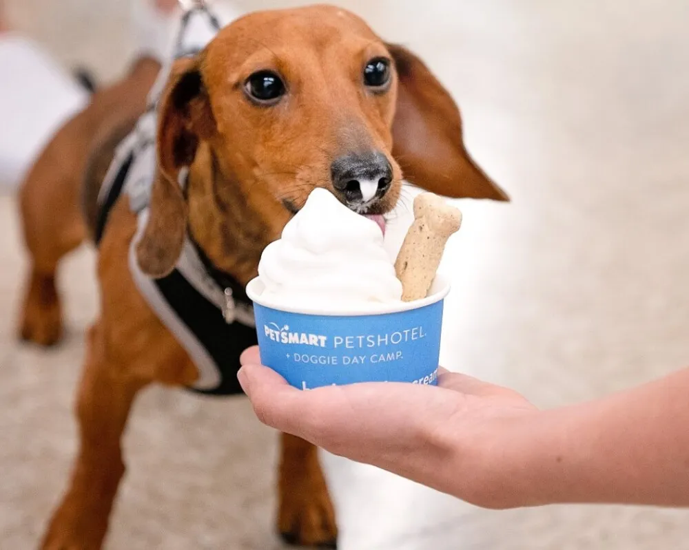 How To Get The Most Out Of Your Petsmart Promotion Code