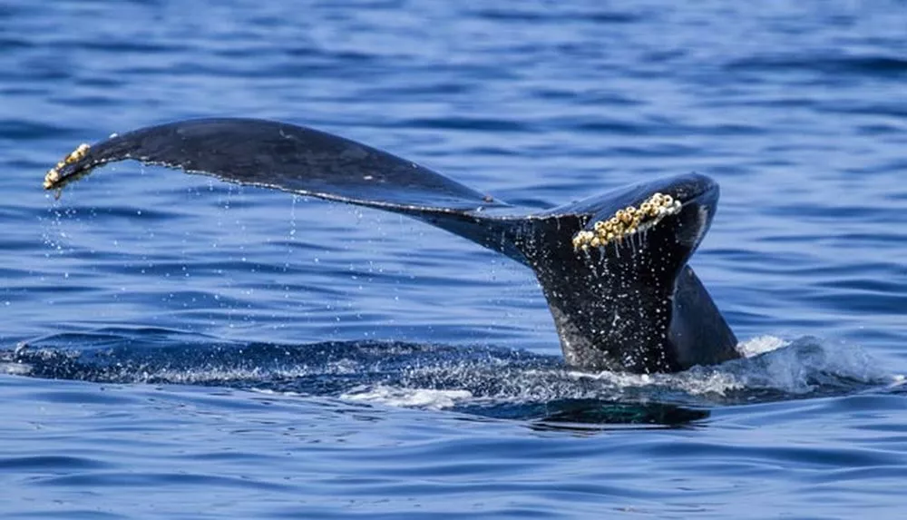 How Do Barnacles Affect A Whale's Behavior?