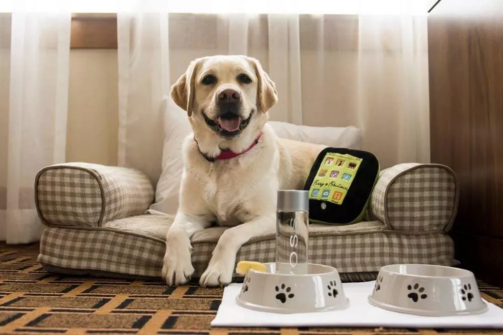 The Top 10 Pet Friendly Hotels In The World